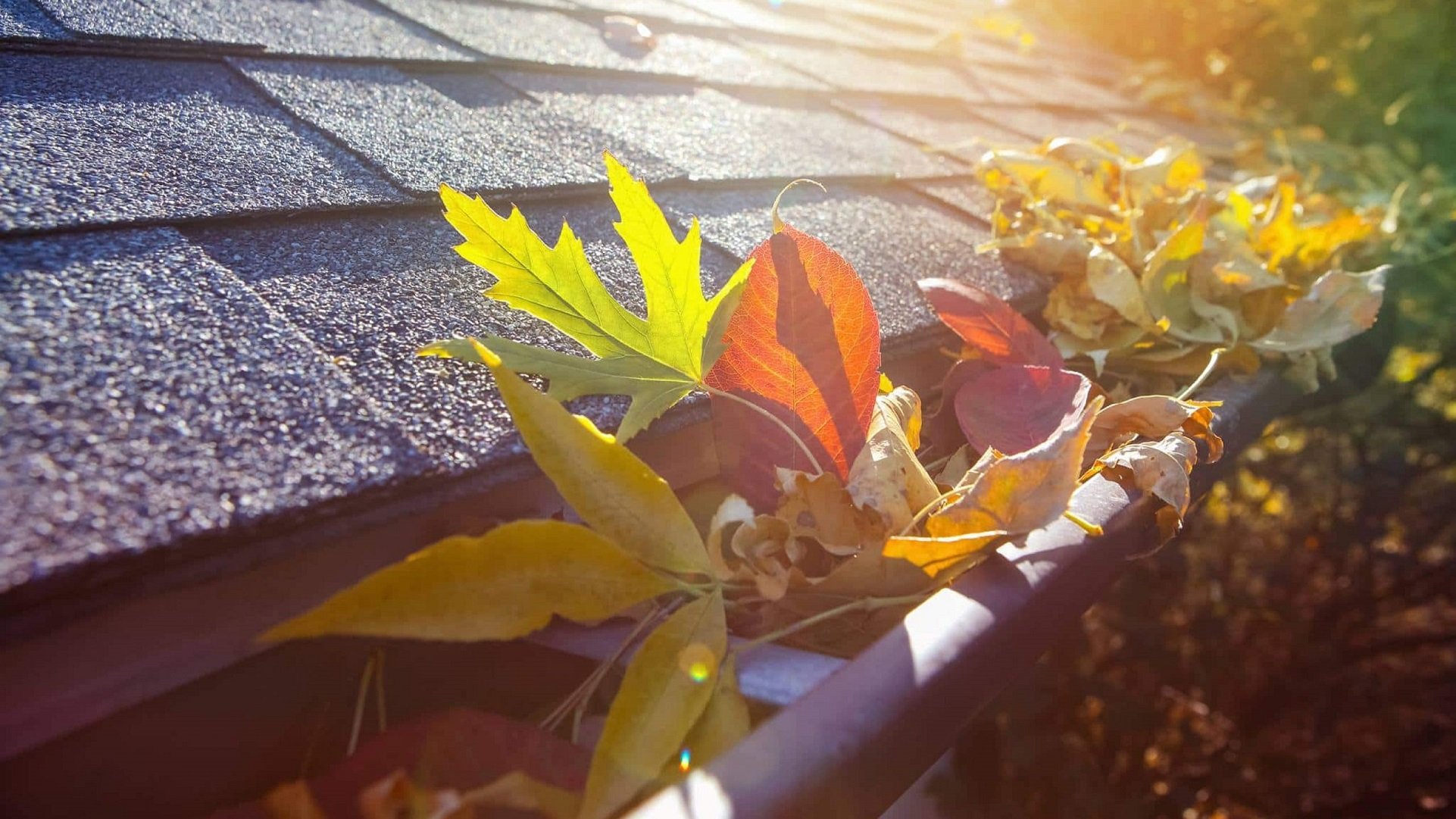 Gutter cleaning auckland