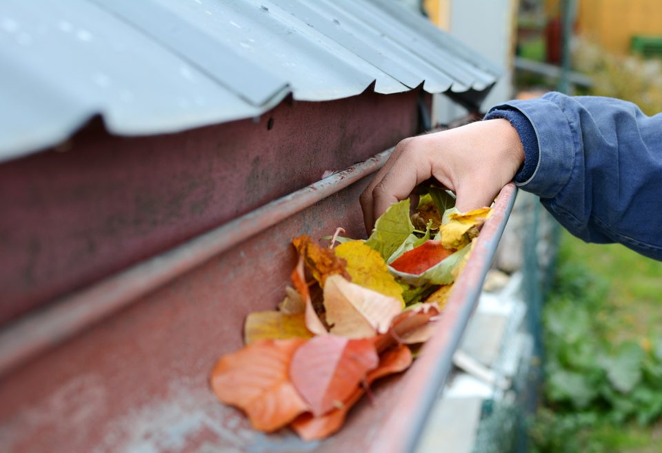 Leaves in eaves. Cleaning gutter blocked with autumn leaves.